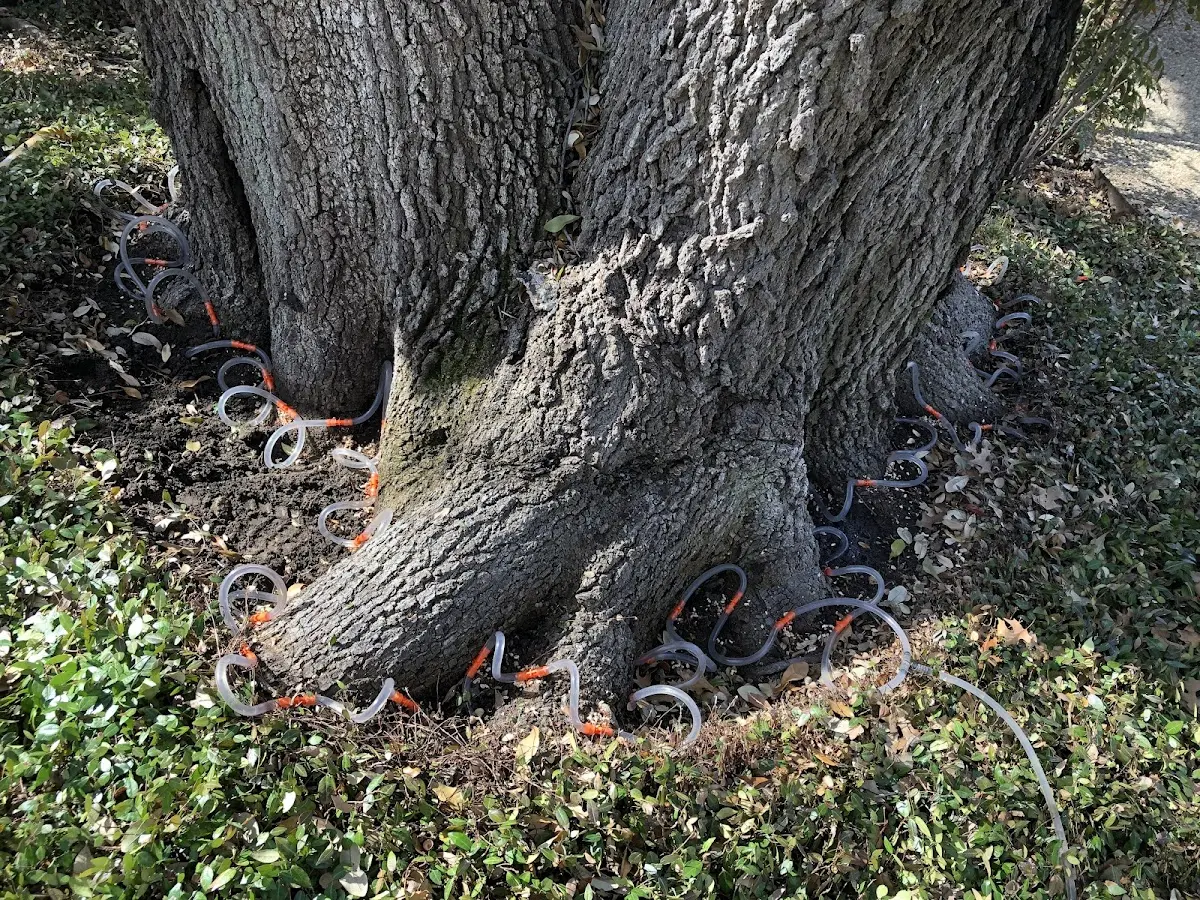 Detailed Tree Cabling and Bracing job site in Trade
