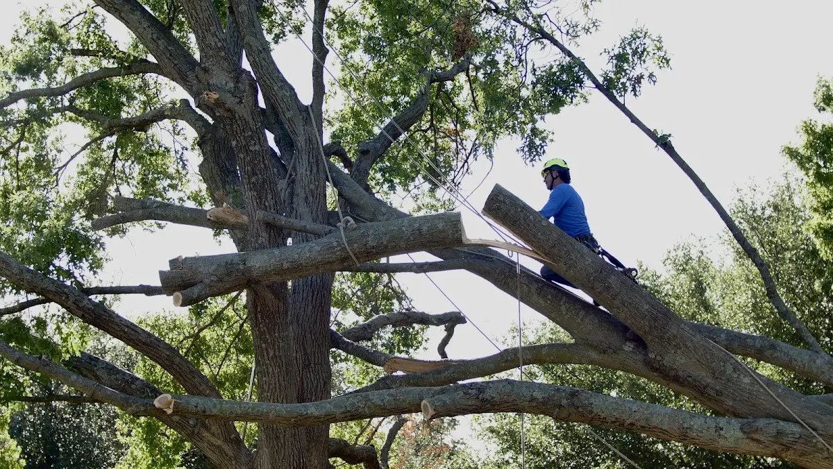Professional Crown Thinning performed by certified arborists in Trade