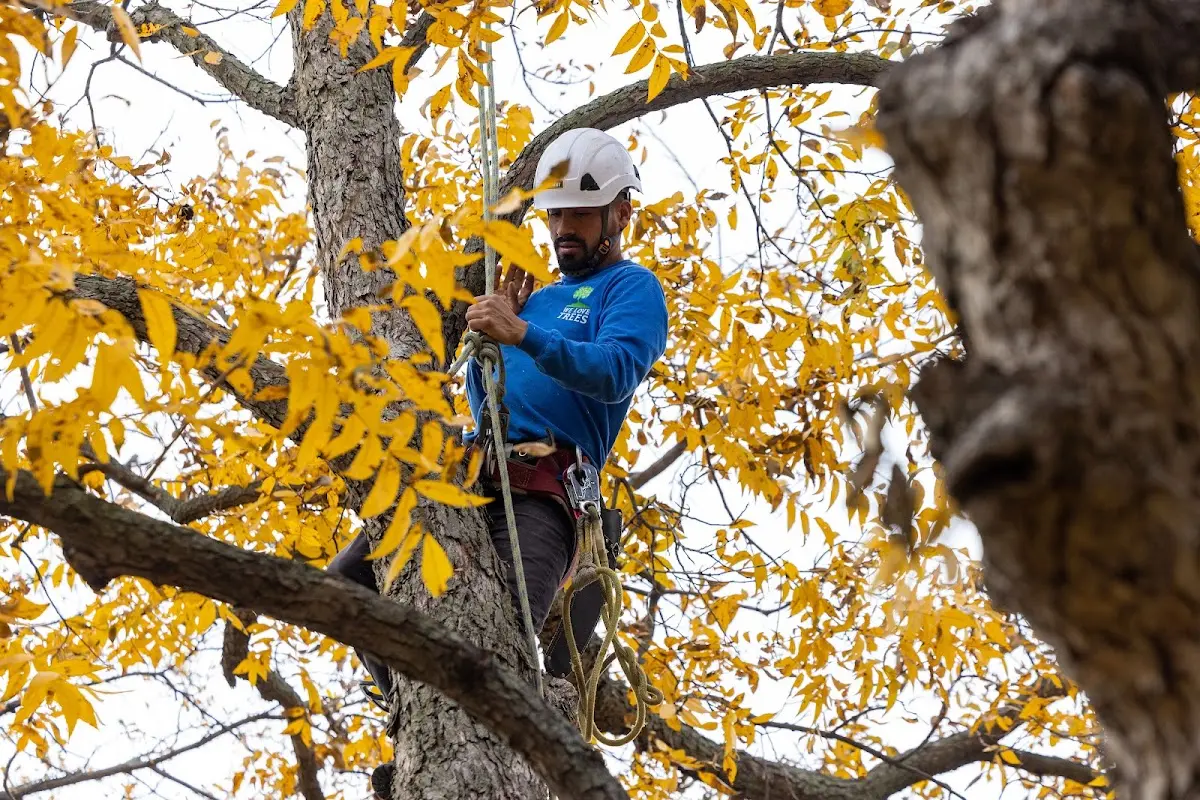 Skilled Storm Damage Cleanup crew working in Trade